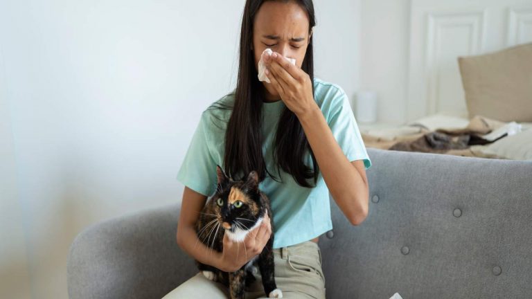 Allergia Al Gatto I Sintomi Per Riconoscerla E I Rimedi Nonsapeviche It
